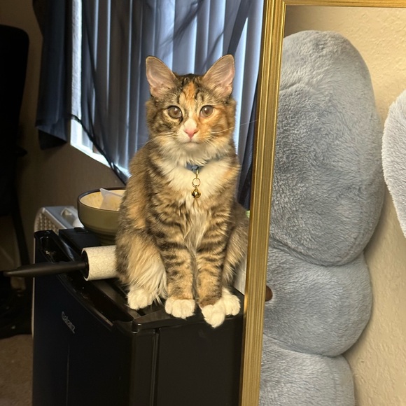 Meet your Posher, Jacie - Picture 3 of 5